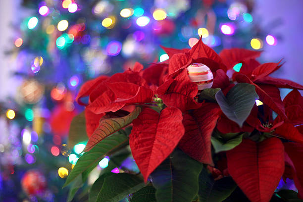 istock poinsettia christmas 529982691