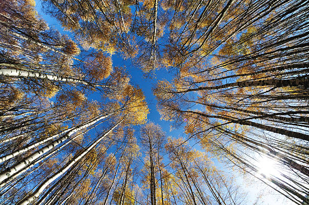 istock the trees in the blue sky 529983142