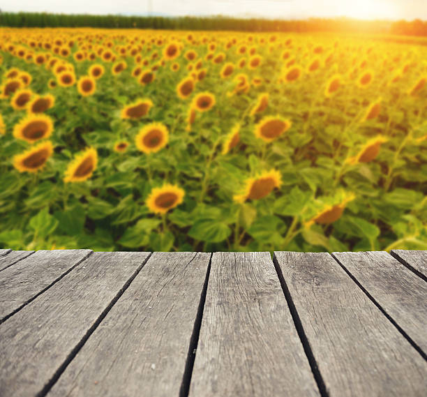 istock Sunflower field from porch 529983154