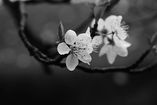 istock Cherry Blossom on the Branch in Black and White 529983863