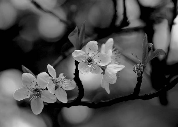 istock Group of black and white cherry blossoms 529983917