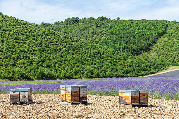 istock Beehive close to lavander field 529984093