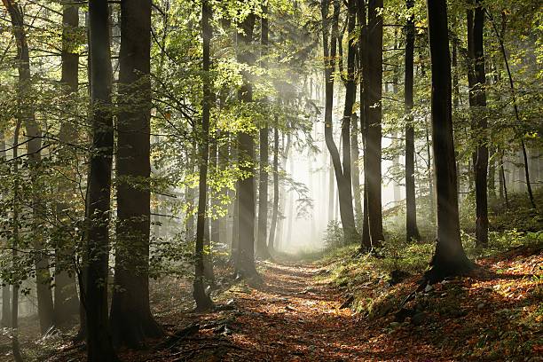 forêt automnale - scenics autumn mystery vibrant color photos et images de collection