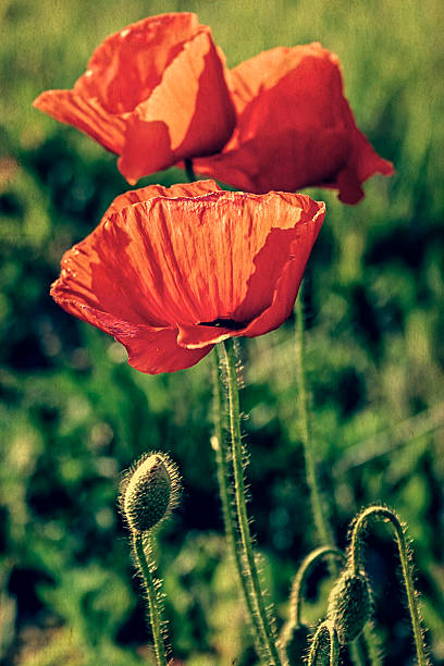 vecchia foto con poppies - poppy retro revival old fashioned macro foto e immagini stock