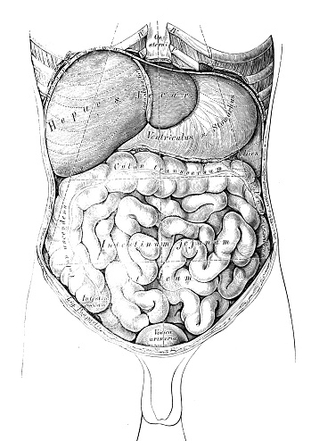 Ilustración de Ilustraciones Científicas De Anatomía Humana Abdomen Mapa y  más Vectores Libres de Derechos de Dibujo - iStock