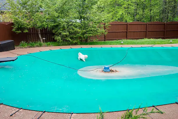 Photo of Puppy approaches a water pump on a swimming pool