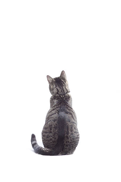 16,700+ Cat Back Stock Photos, Pictures & Royalty-Free Images