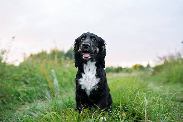 istock Black Dog Spaniel portrait on a green grass lawn 529985112