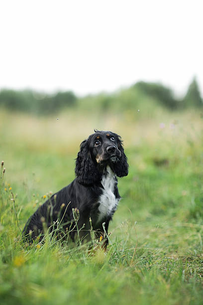 istock Black Dog Spaniel portrait on a green grass lawn 529985238
