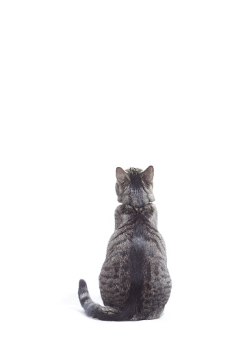 Cat looking up, shot from behind. White background almost isolated, some shadows left, studio shot.