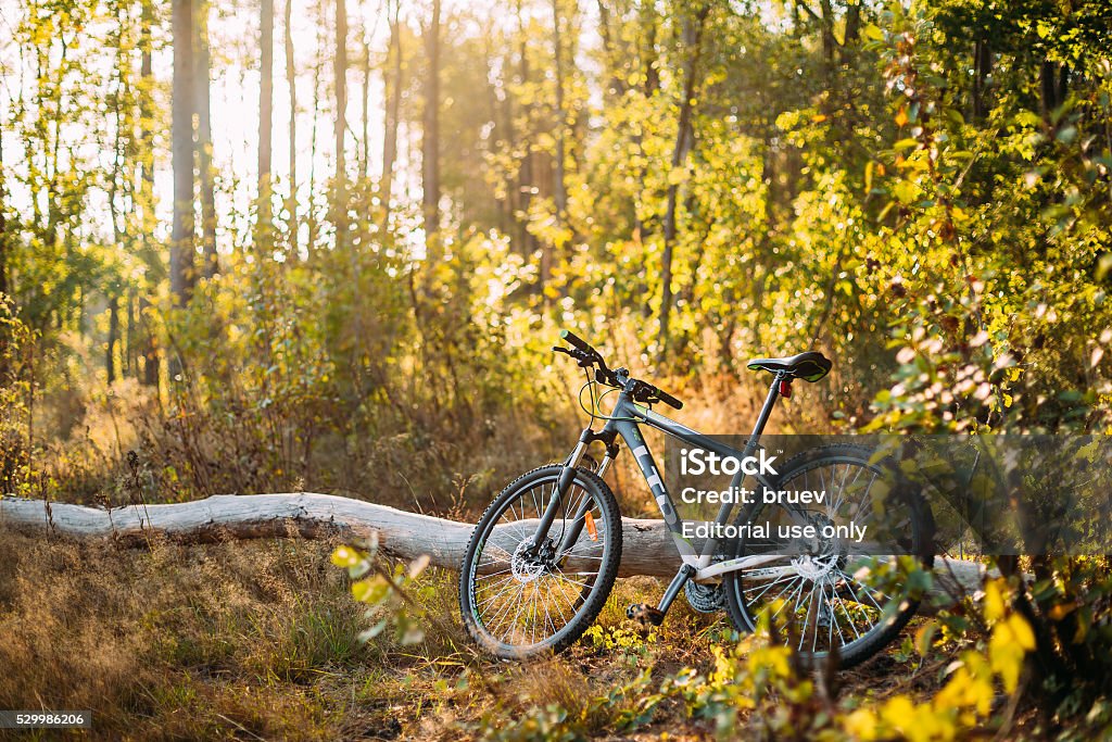 Mentor subtiel Chirurgie Mountain Bike Bicycle Brand Ltd Old Fallen Tree Autumn Stock Photo -  Download Image Now - iStock