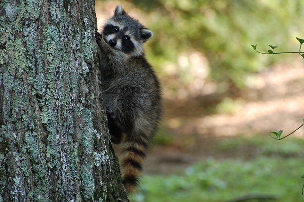 istock Baby Raccoon in Tree 529986438
