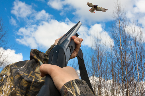 hands of hunter in camouflage shooting from a gun to duck