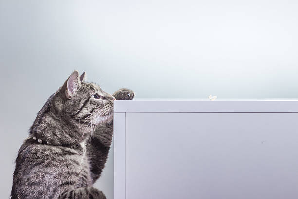istock Cat trying to reach food. 529986876