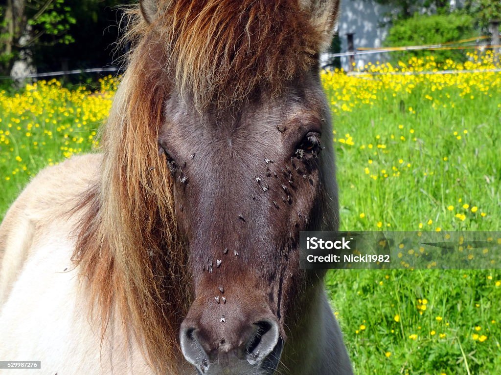 Horse with Fly´s Face of a Horse with Fly´s Black Fly Stock Photo