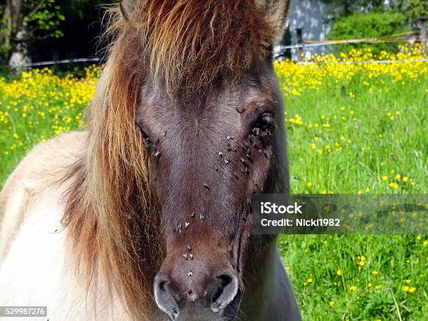 Horse With Flys Stock Photo - Download Image Now - Black Fly, Adversity, Agriculture