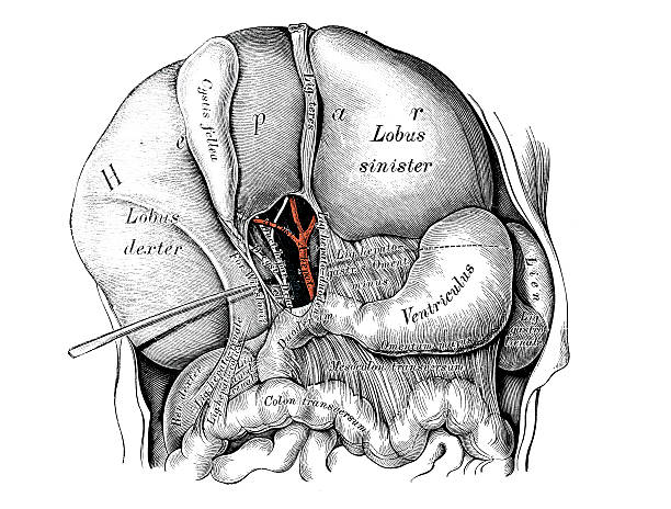 人体解剖学の科学的イラスト：新生児の肝臓 - engraved image engraving liver drawing点のイラスト素材／クリップアート素材／マンガ素材／アイコン素材