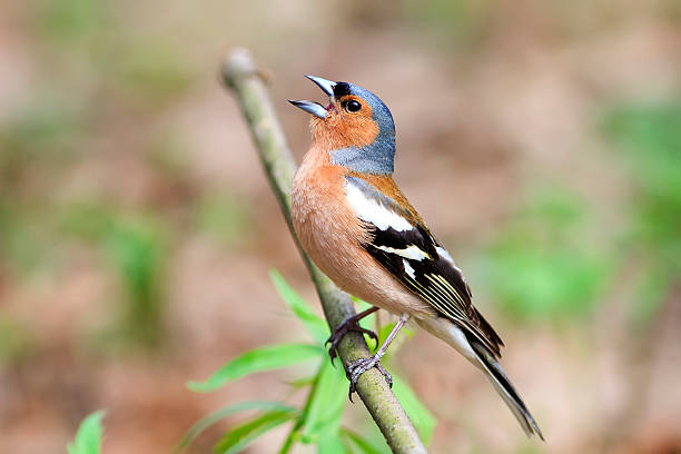 istock bird Chaffinch sings a song 529989636