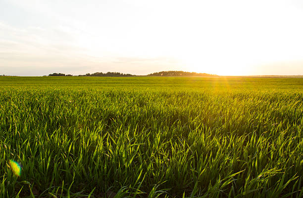 istock view of green grass 529990286