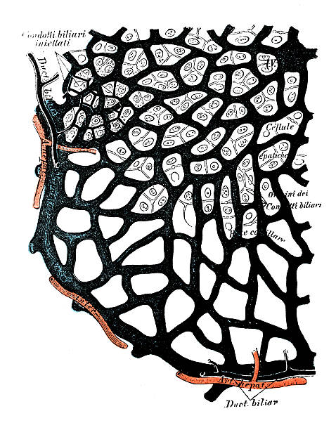 人体解剖学の科学的イラスト：肝臓 - engraved image engraving liver drawing点のイラスト素材／クリップアート素材／マンガ素材／アイコン素材