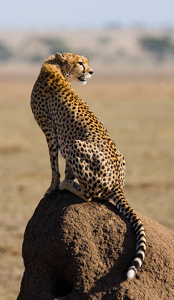 Cheetah sitting in the savanna stock photo