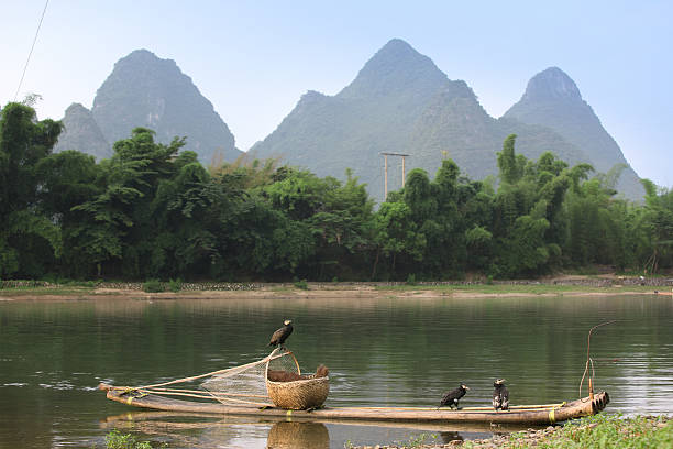 istock Boat with cormorants birds, Yangshuo,  China 529992975