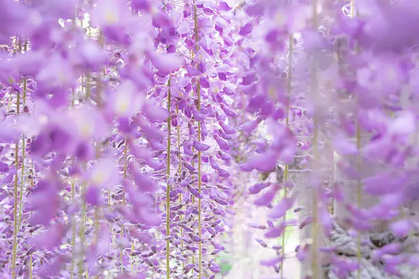 Photo of In side The wistaria bloomed.