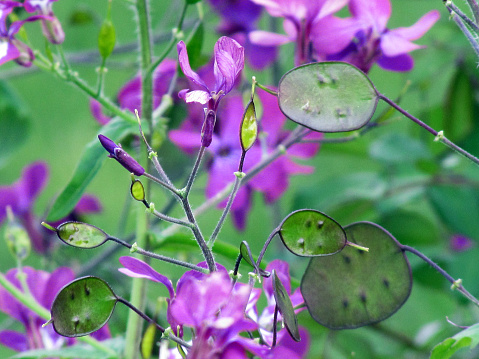 Lunaria annua flor semillas de las cápsulas photo