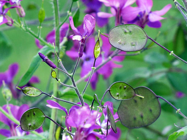 Lunaria annua blossom seed capsules