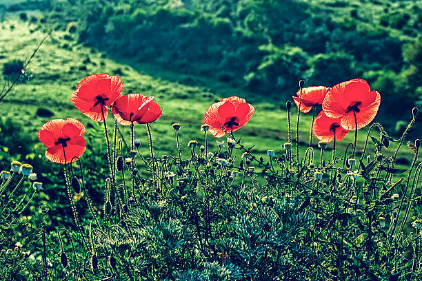 vecchia foto con poppies e camomilla - poppy retro revival old fashioned macro foto e immagini stock