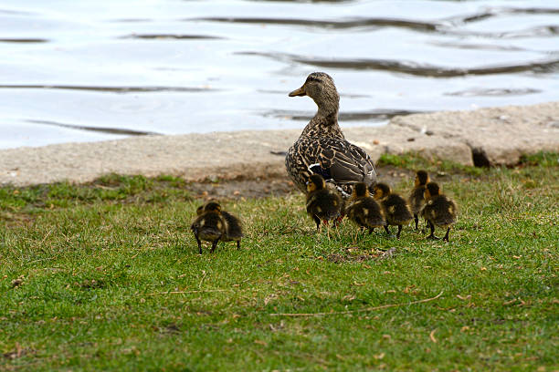 istock Mother Duck and Ducklings 529993608