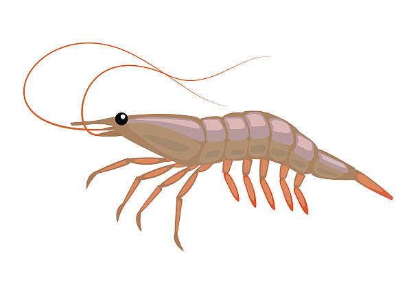 cartoon shrimp vector art illustration