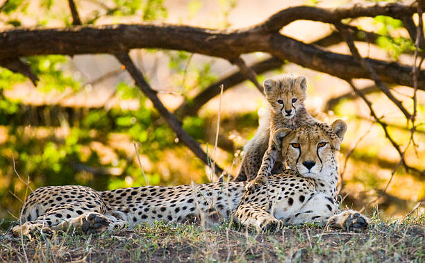 istock Mother cheetah and her cub in the savannah 529994292