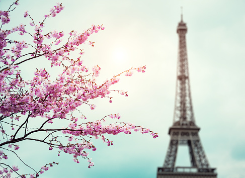 Blooming cherry branches in Paris with defocused Eiffel Tower in the background.