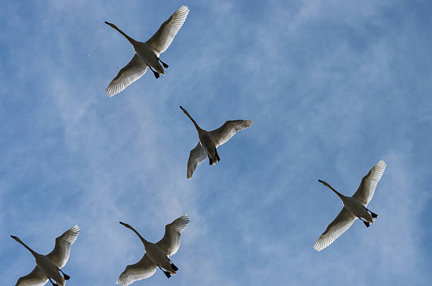 istock Silhouettes of flying swans on blue sky 529994382