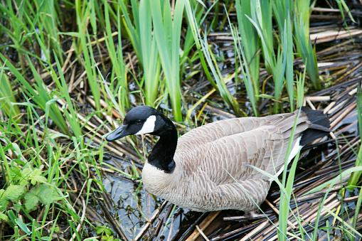 Canada Goose by the Water