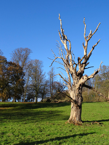 Photo showing a dead tree lit up by sunshine on a very sunny day, against a rich blue sky background and lush, healthy sycamore, oak and beech trees.  This particular deciduous tree is a horse chestnut (Latin: aesculus hippocastanum), with its trunk and branches reaching upwards towards the sky, rather like a flame made of weathered driftwood.  The 'conker' tree died following several fungal damage to its heartwood.
