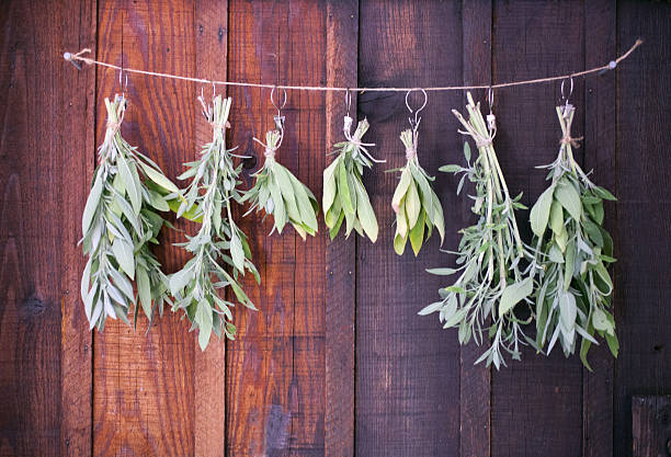 Herbs stock photo