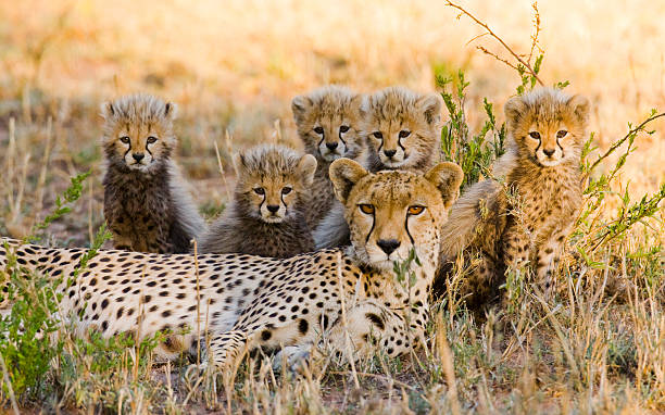istock Mother cheetah and her cubs in the savannah 529994954