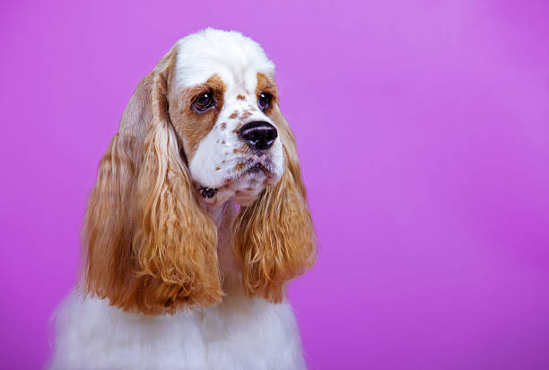 istock dog breed American Cocker Spaniel on a colored background 529995153