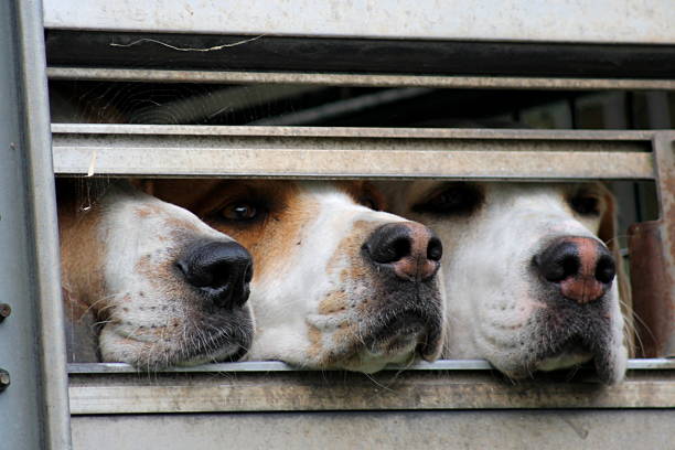 istock Three Hounds in hound trailer - ready for trail hunting 529995159