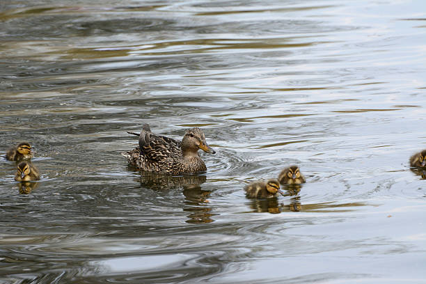 istock Mother Duck surrounded by Ducklings in Water 529996040