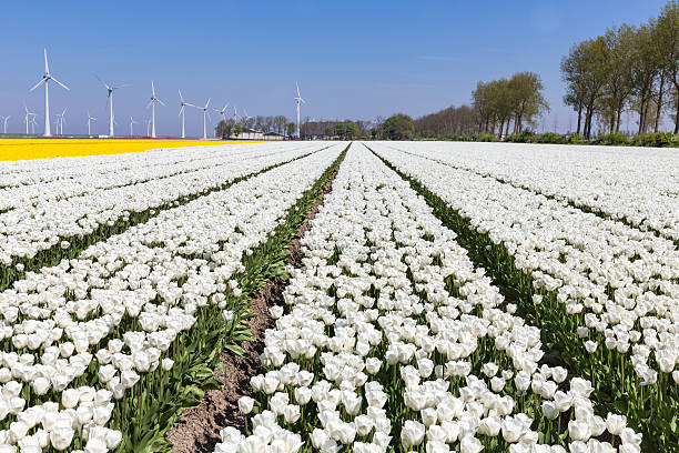 голландский поля с белые тюльпаны и ветра турбины - netherlands windmill farm farmhouse стоковые фото и изображения