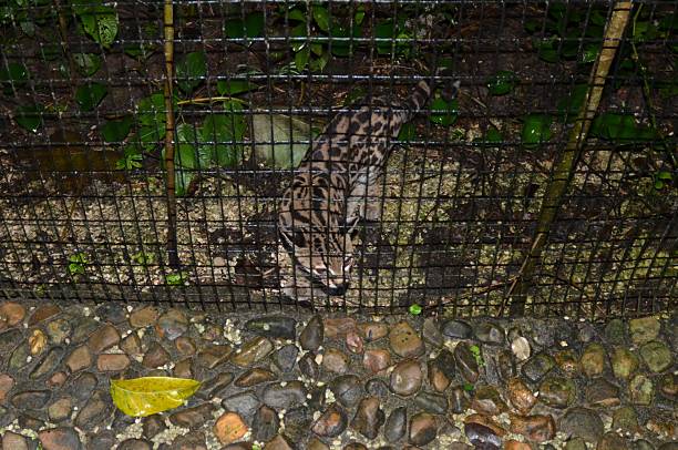 istock Ocelot in an Enclosure at the Belize Zoo 529996565