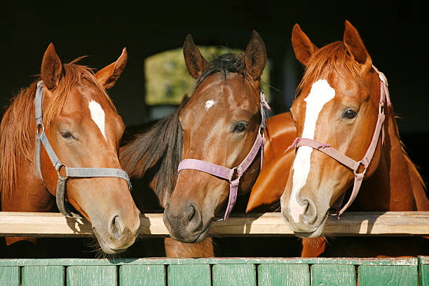 istock Warm blood purebred mares looking over the barn door 529996737