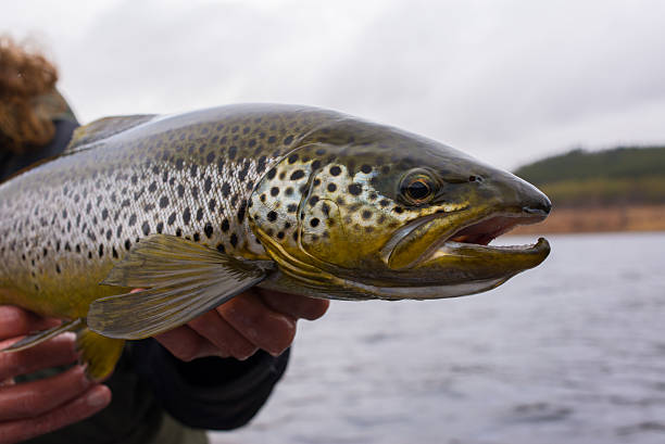 Big wild brown trout just caught on  fisherman's hands Big wild brown trout just caught on  fisherman's hands before release fly fishing scotland stock pictures, royalty-free photos & images