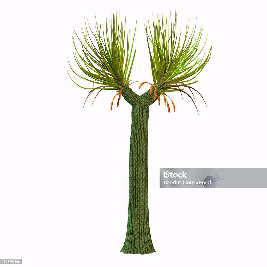 Sig Tree Sigillaria Tree Stock Photo - Download Image Now - Carboniferous ...