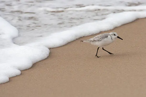 Photo of Sanderling bird feeds on Southern California sandy beach waves