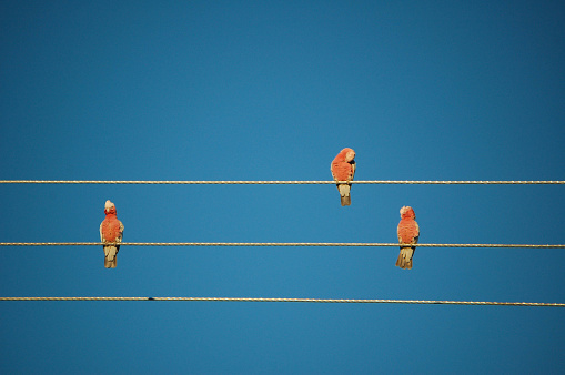 Three Galah cockatoos on telephone wires