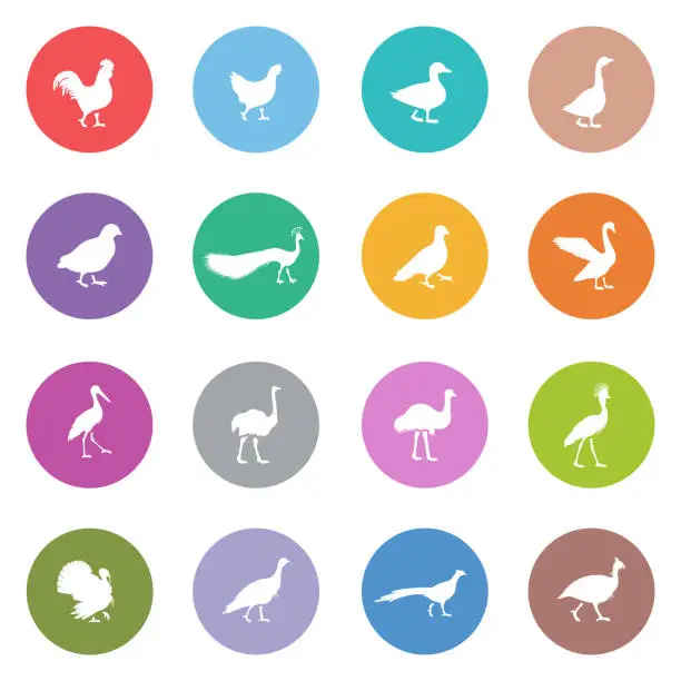 Vector illustration of Poultry Icons